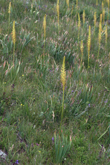 Eremurus fuscus