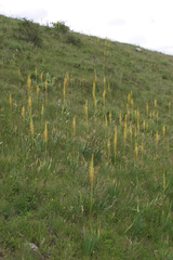 Eremurus fuscus
