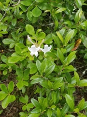 Rhododendron viscosum