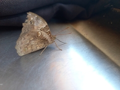 Opsiphanes invirae
