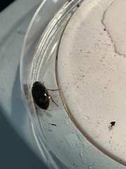 Tropisternus collaris