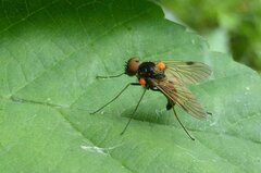 Chrysopilus cristatus