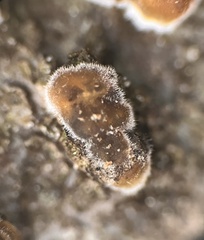 Cerinomyces