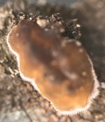 Cerinomyces
