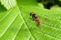 Chrysopilus cristatus