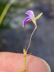 Psoralea asarina