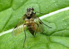 Chrysopilus cristatus