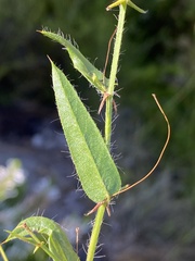 Psoralea asarina