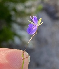 Psoralea asarina