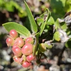 Arctostaphylos montaraensis
