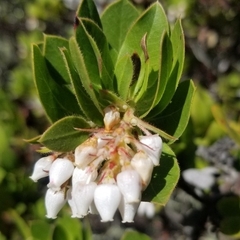 Arctostaphylos montaraensis