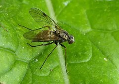 Chrysopilus cristatus