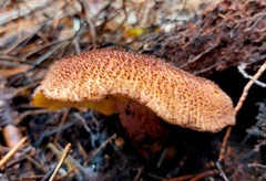 Tricholomopsis scabra