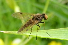 Chrysopilus cristatus