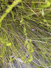 Psoralea asarina
