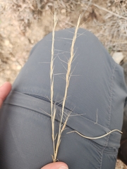 Aristida longespica
