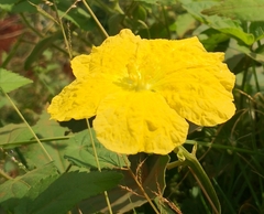 Luffa aegyptiaca