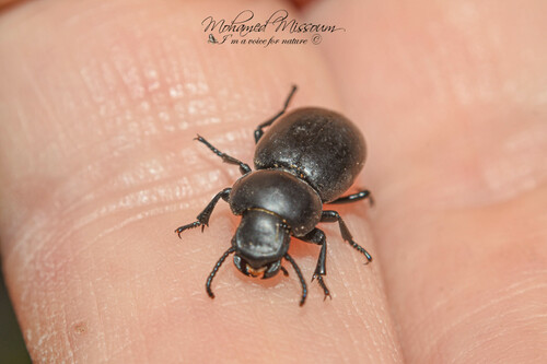 Tentyria grossa