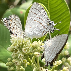 Hypolycaena philippus
