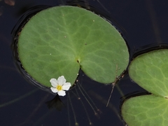 Nymphoides aquatica