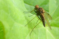 Chrysopilus cristatus