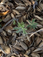 Lupinus formosus