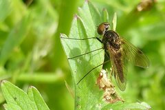 Chrysopilus cristatus