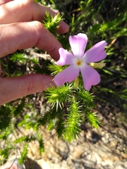 Linanthus californicus