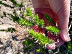 Linanthus californicus