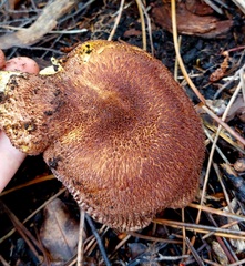 Tricholomopsis scabra