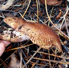 Tricholomopsis scabra