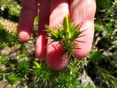 Linanthus californicus
