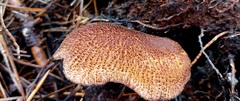 Tricholomopsis scabra