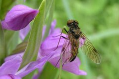 Chrysopilus cristatus