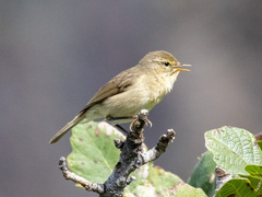 Phylloscopus canariensis