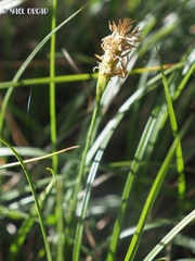 Carex halleriana