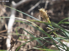 Carex halleriana