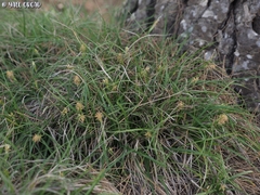 Carex halleriana