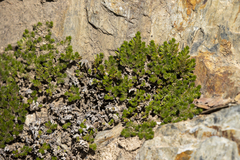 Selaginella hansenii