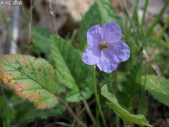 Erodium gruinum