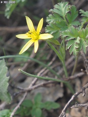 Gagea chlorantha