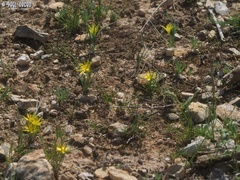 Gagea chlorantha