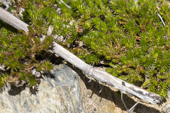Selaginella hansenii