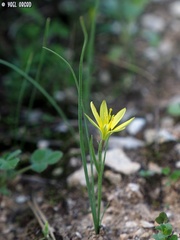 Gagea chlorantha