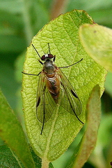 Rhagio lineola