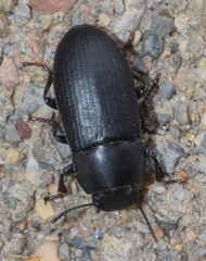 Opatroides punctulatus