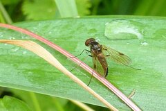 Chrysopilus cristatus