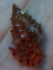 Zetecopsis westonensis