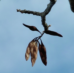 Conzattia multiflora