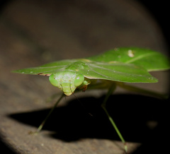 Choeradodis rhomboidea